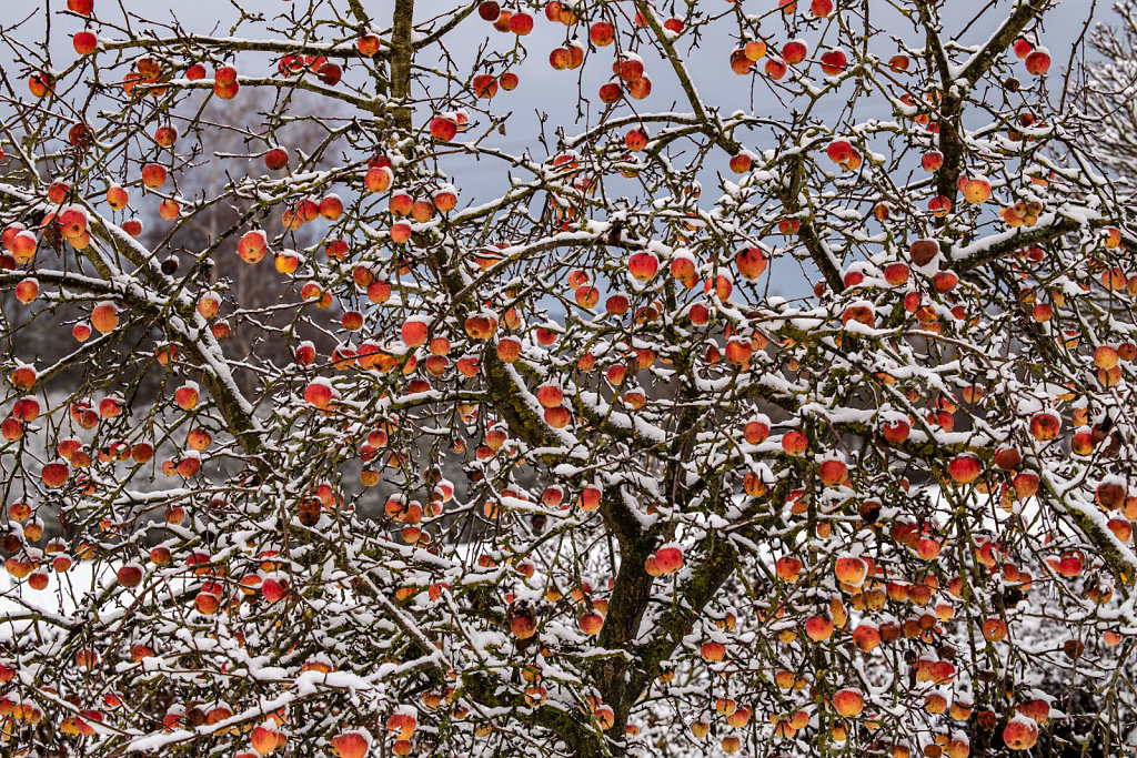 Garten, winterharte Äpfel