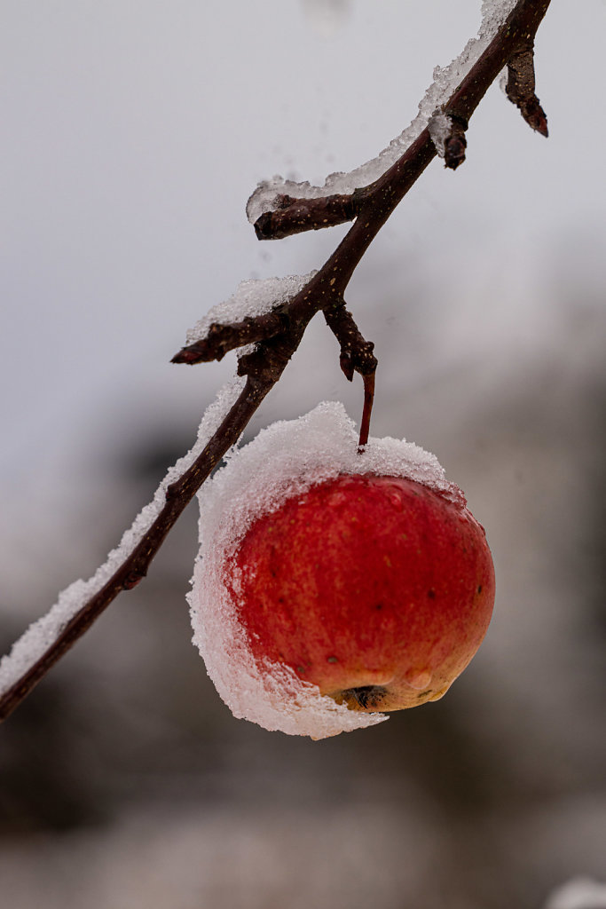 Garten, winterharter Apfel